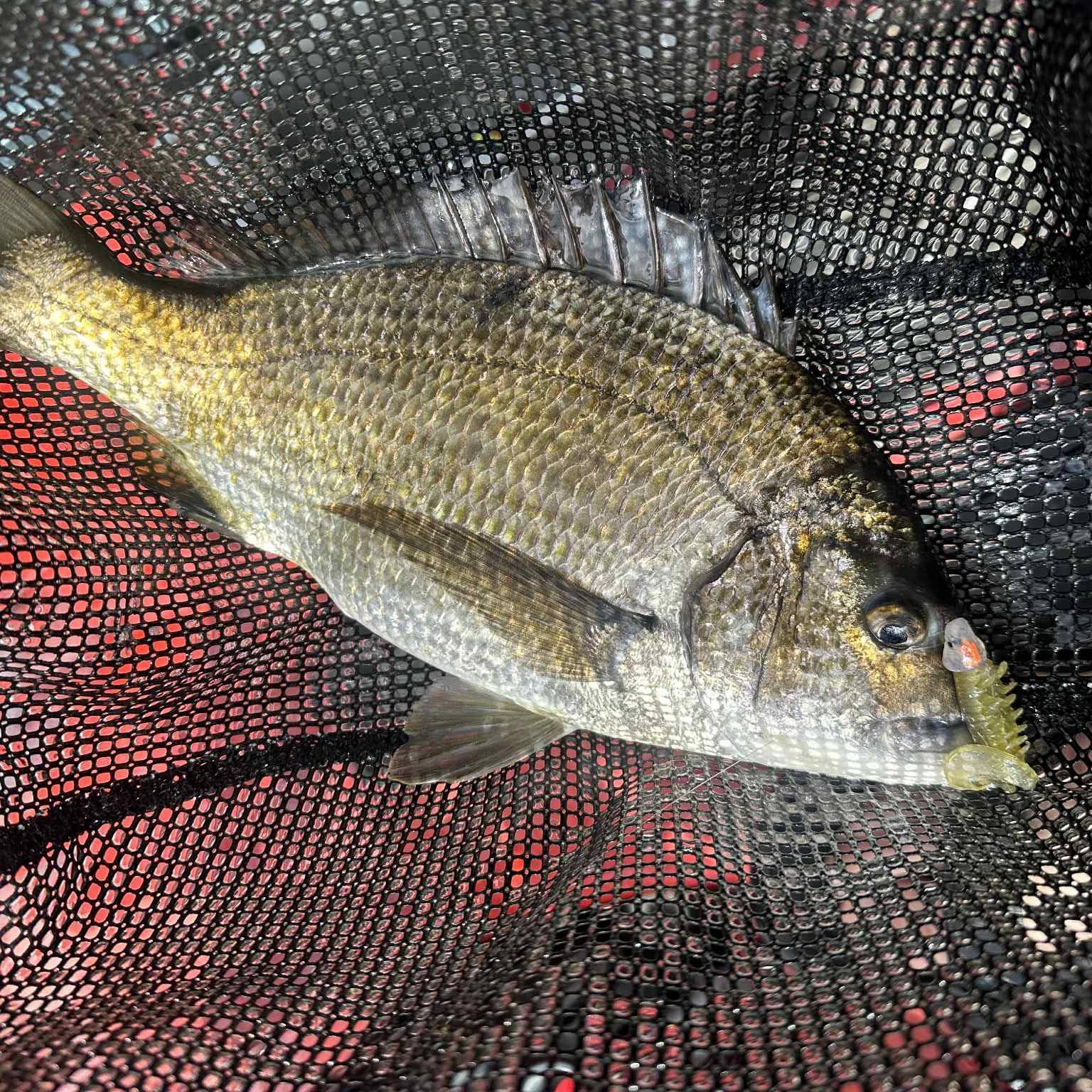 Fishmad gallery image