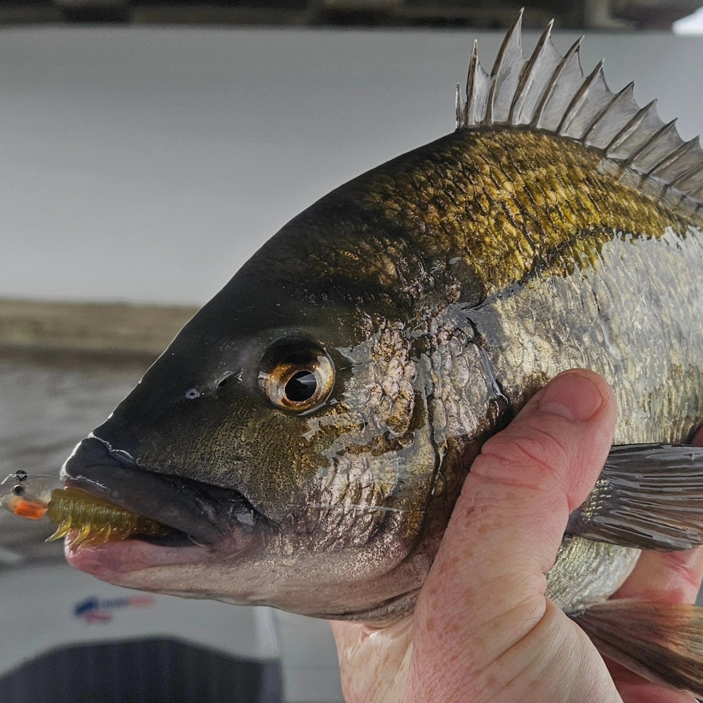 Crafted for every trip photo for Fishmad Lure and Tackle