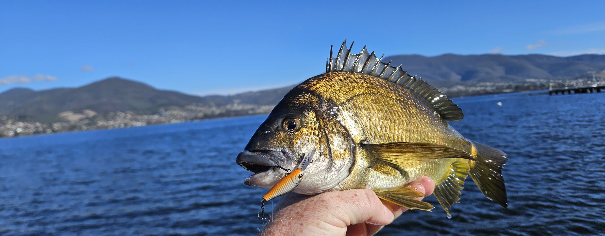 Fishmad product display photo